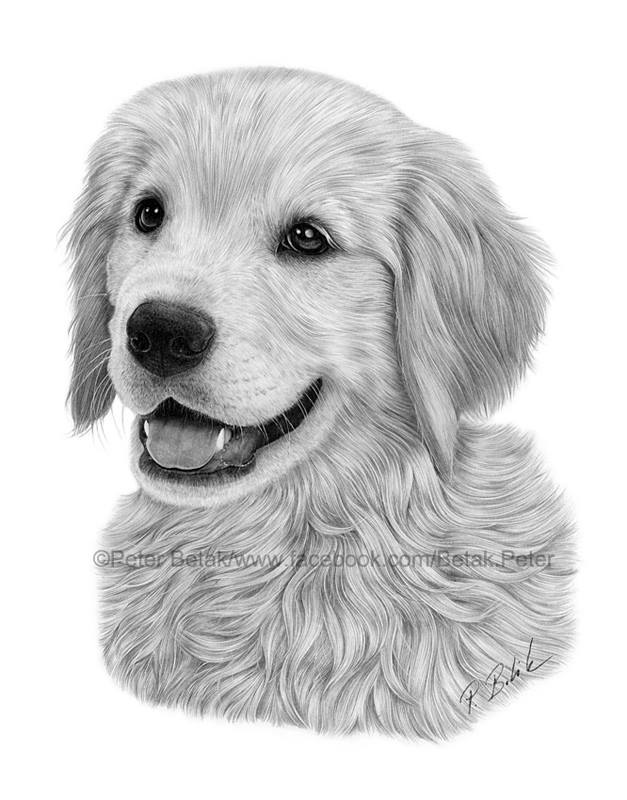 Golden Retriever Drawing Creative Art