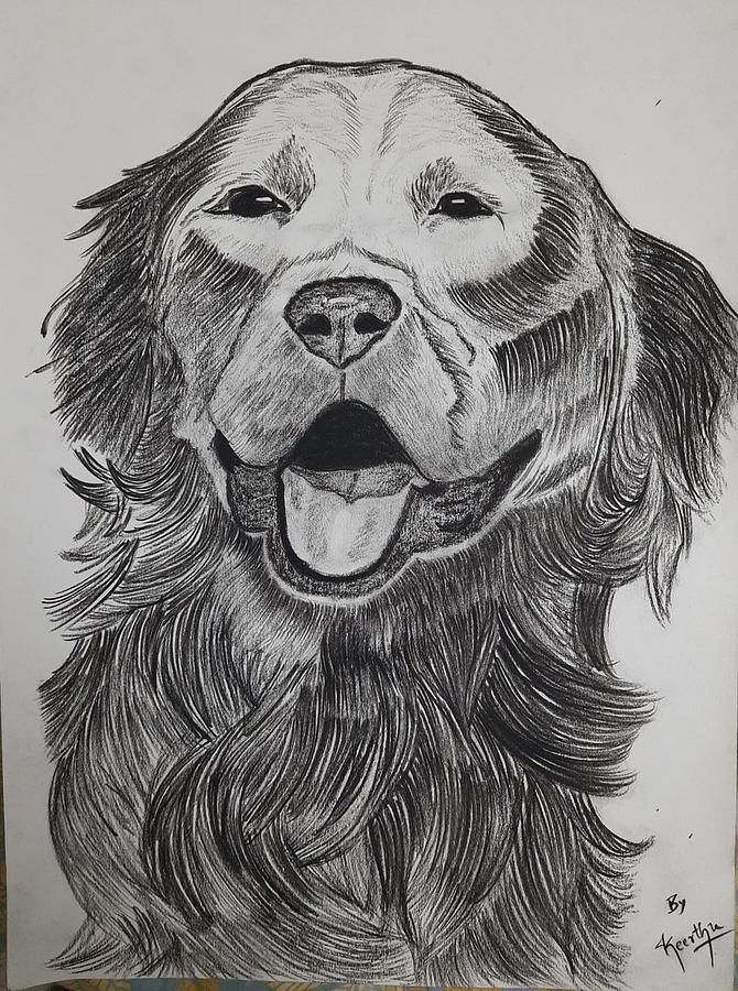 Golden Retriever Drawing High-Quality