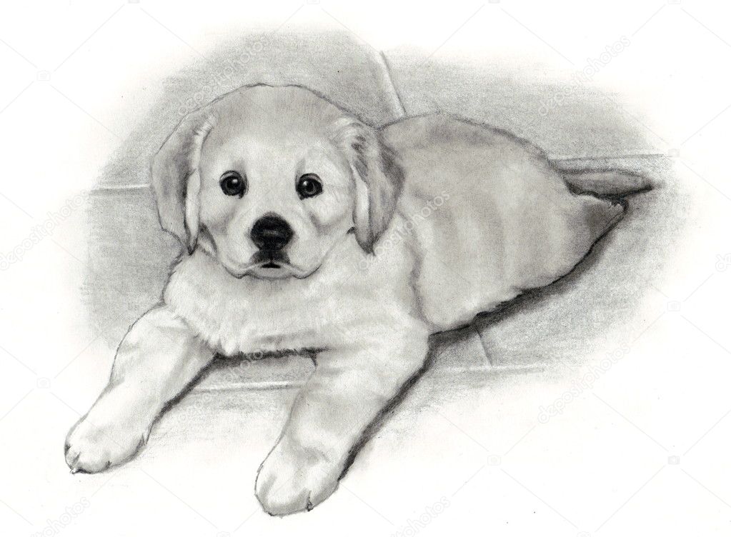 Golden Retriever Drawing Images