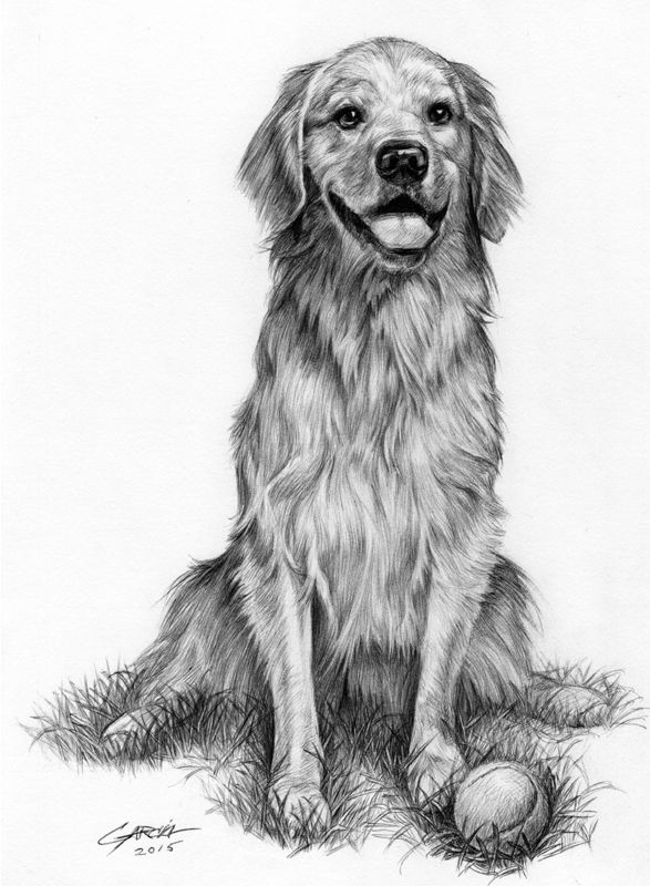 Golden Retriever Drawing Photo