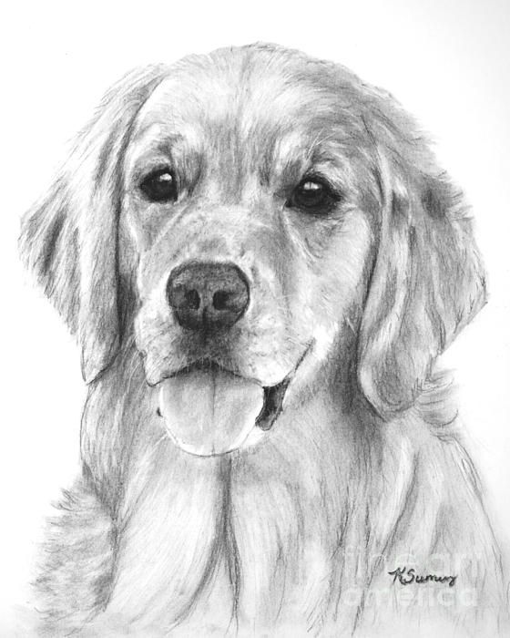 Golden Retriever Drawing Pic