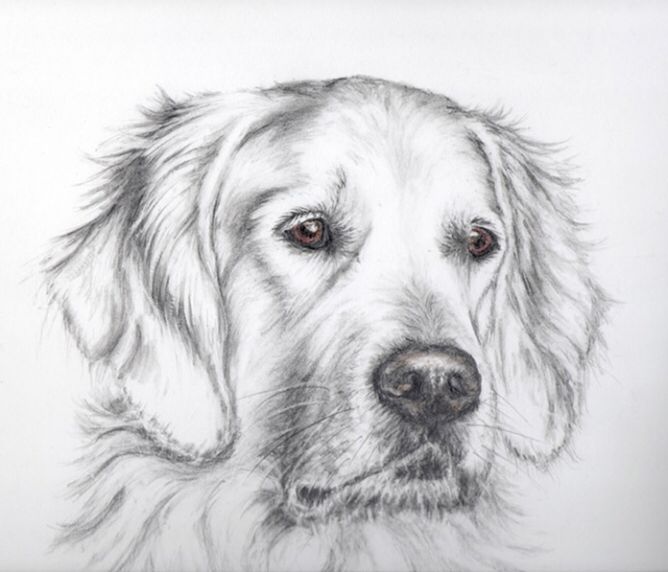 Golden Retriever Drawing Picture