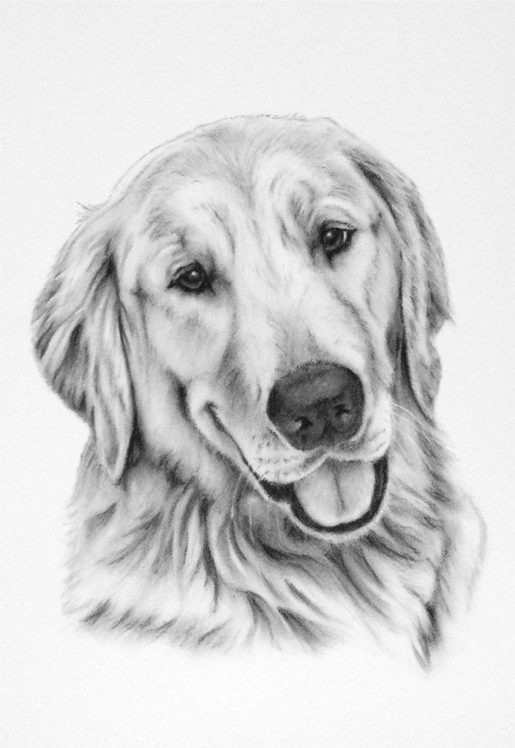 Golden Retriever Drawing Pictures