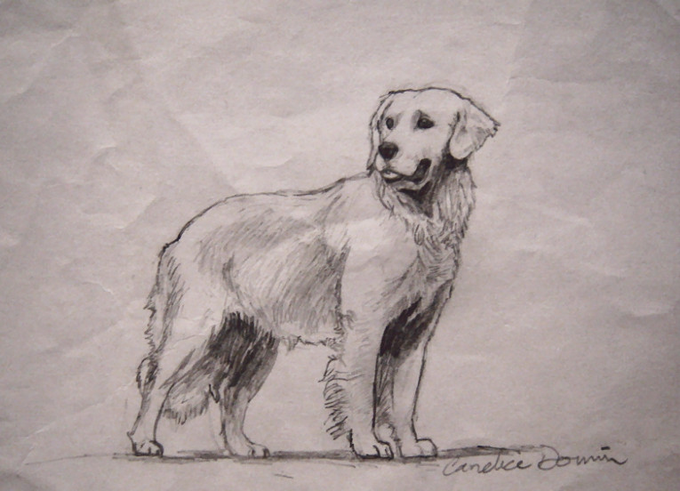 Golden Retriever Drawing