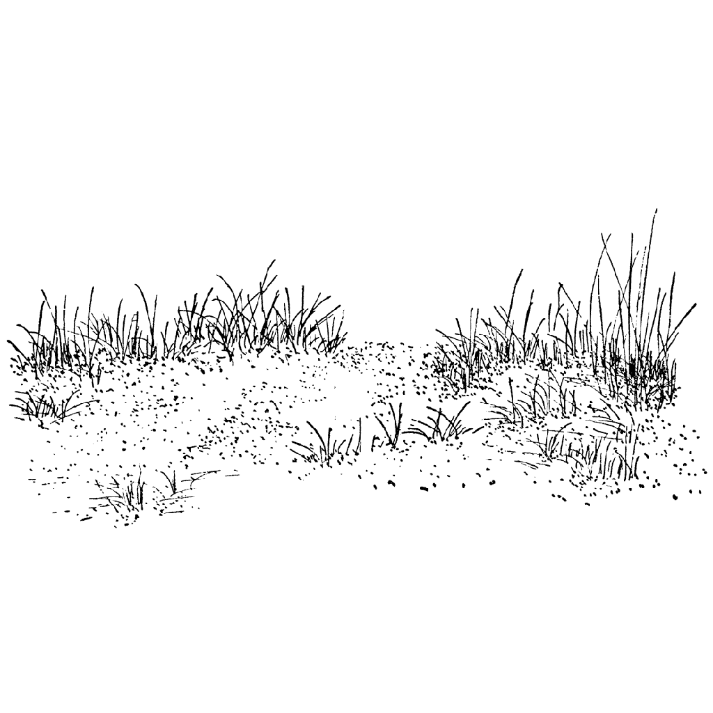 Grass Drawing Pics