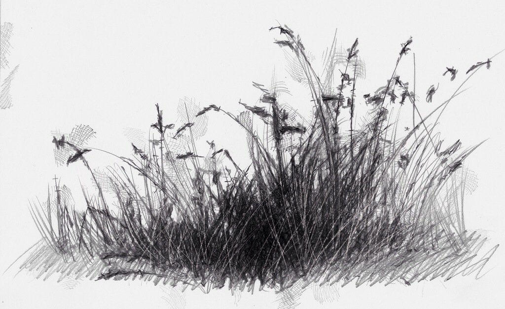 Grass Drawing Sketch