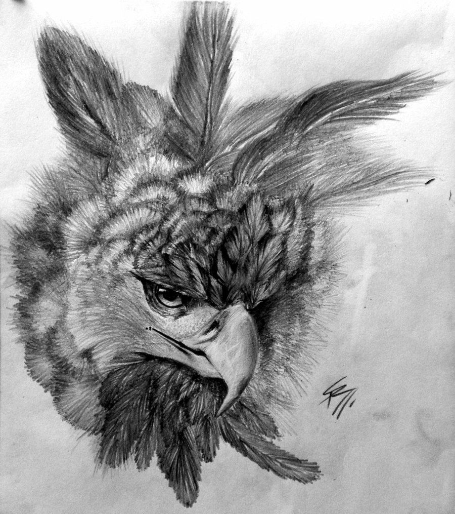 Harpy Bird Drawing Image