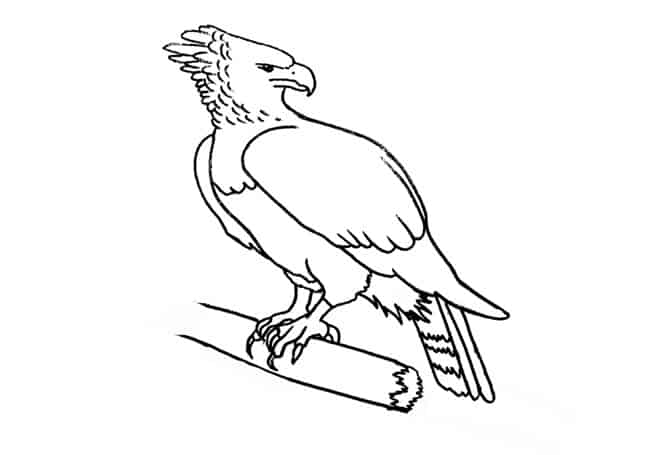Harpy Bird Drawing Pics