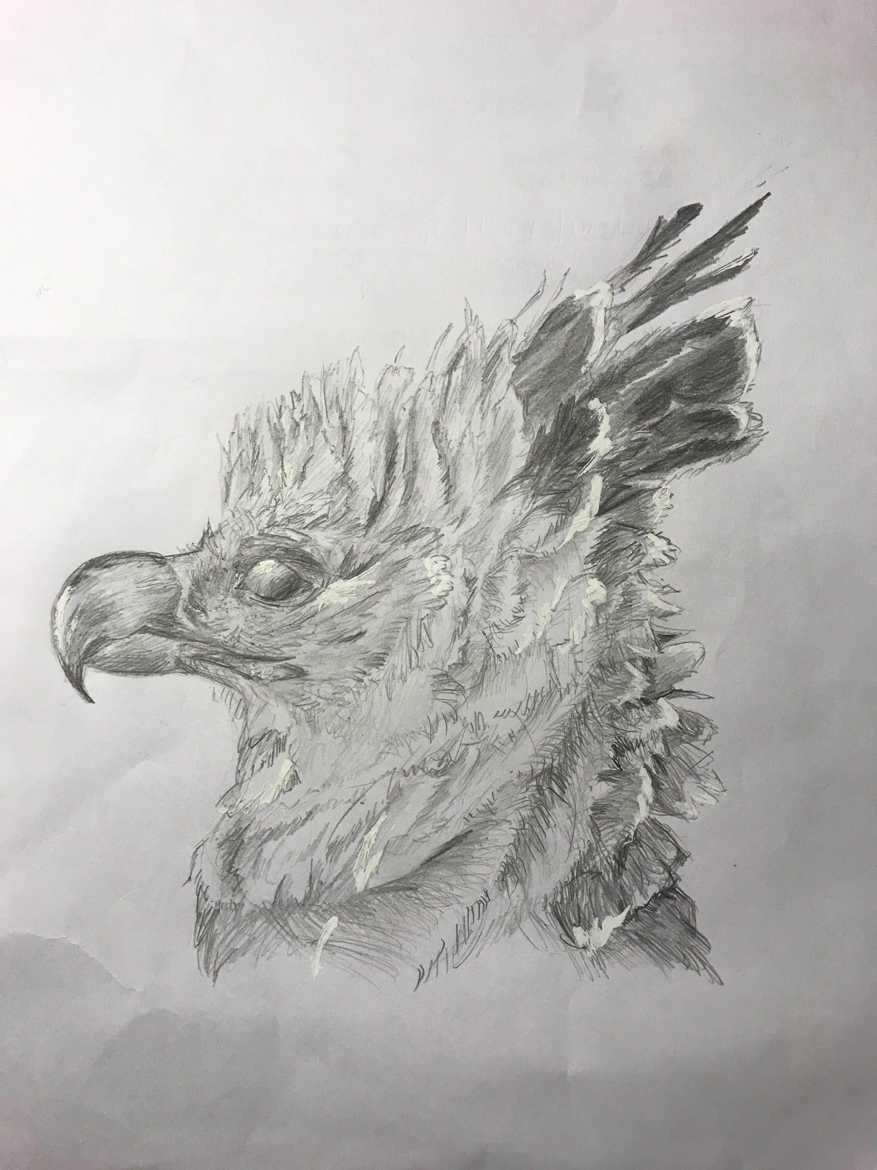 Harpy Bird Drawing