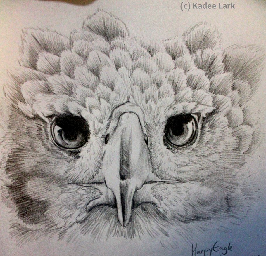 Harpy Drawing Beautiful Art