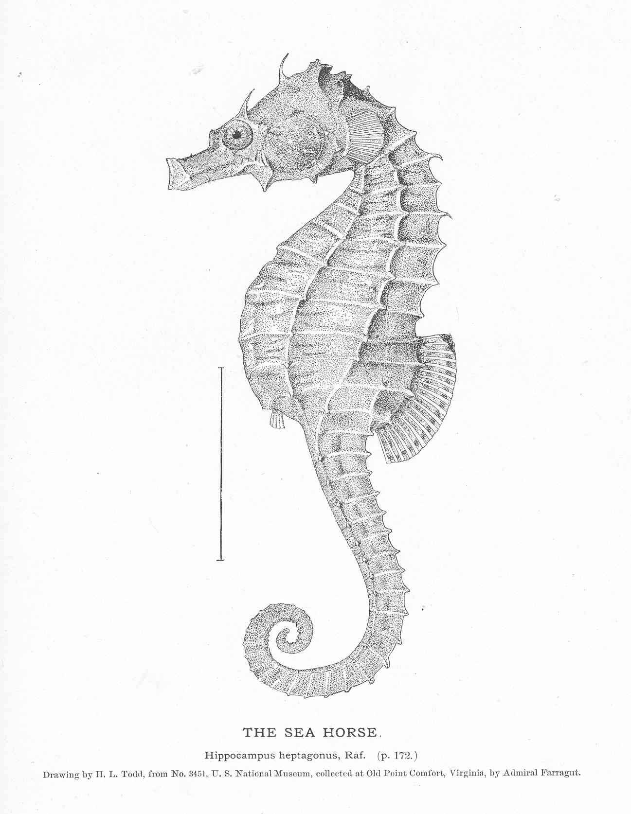 Hippocampus Drawing Pics
