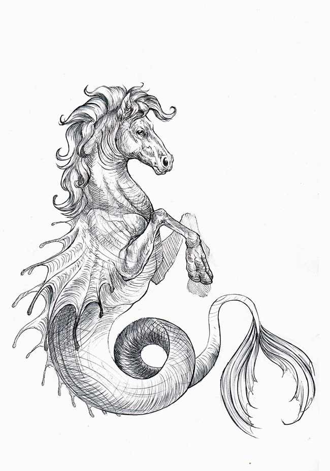 Hippocampus Drawing Realistic