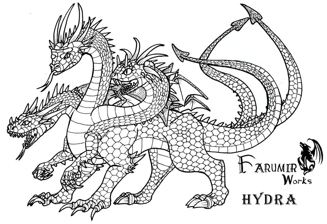 Hydra Drawing Photo