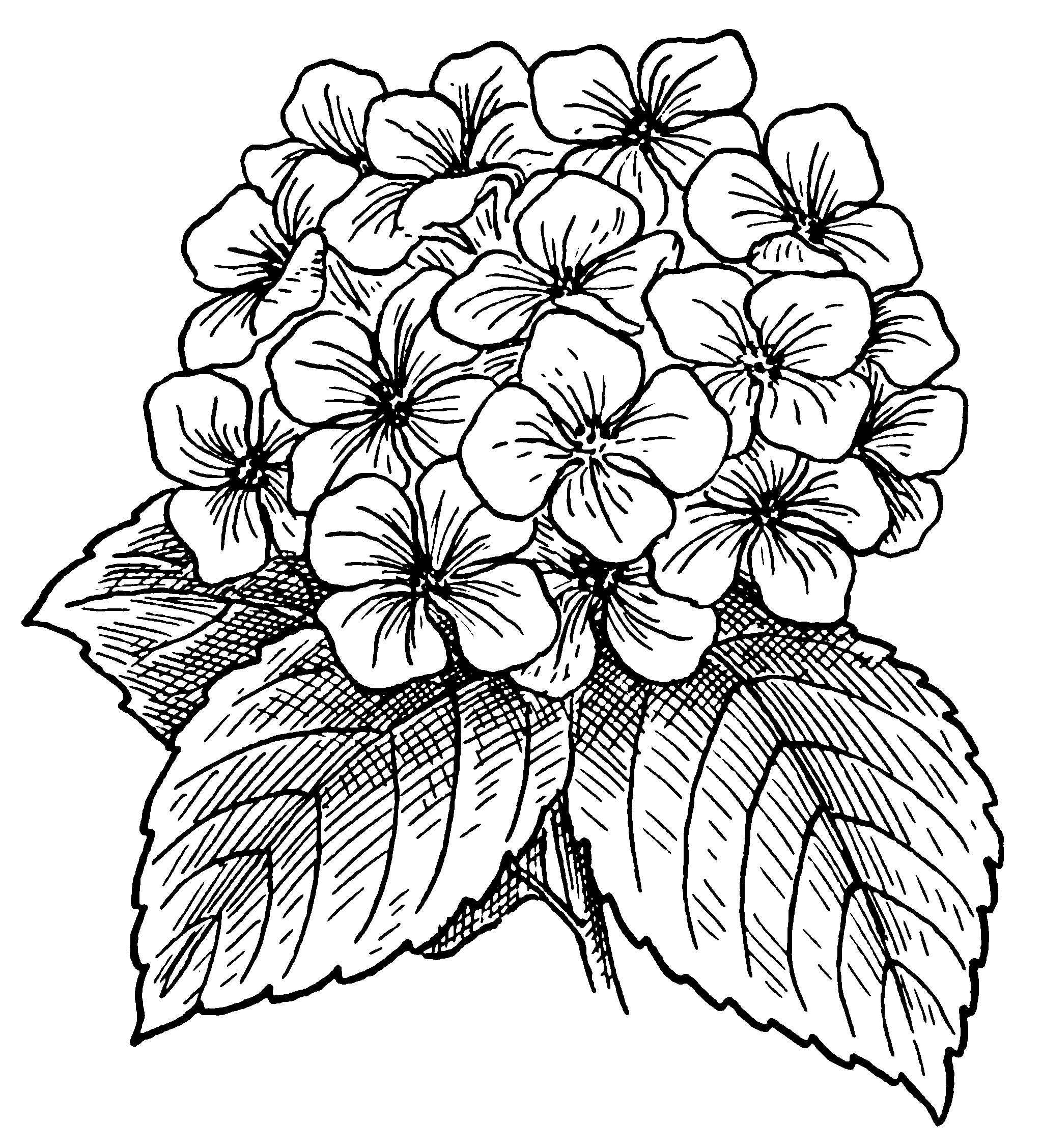 Hydrangea Best Drawing