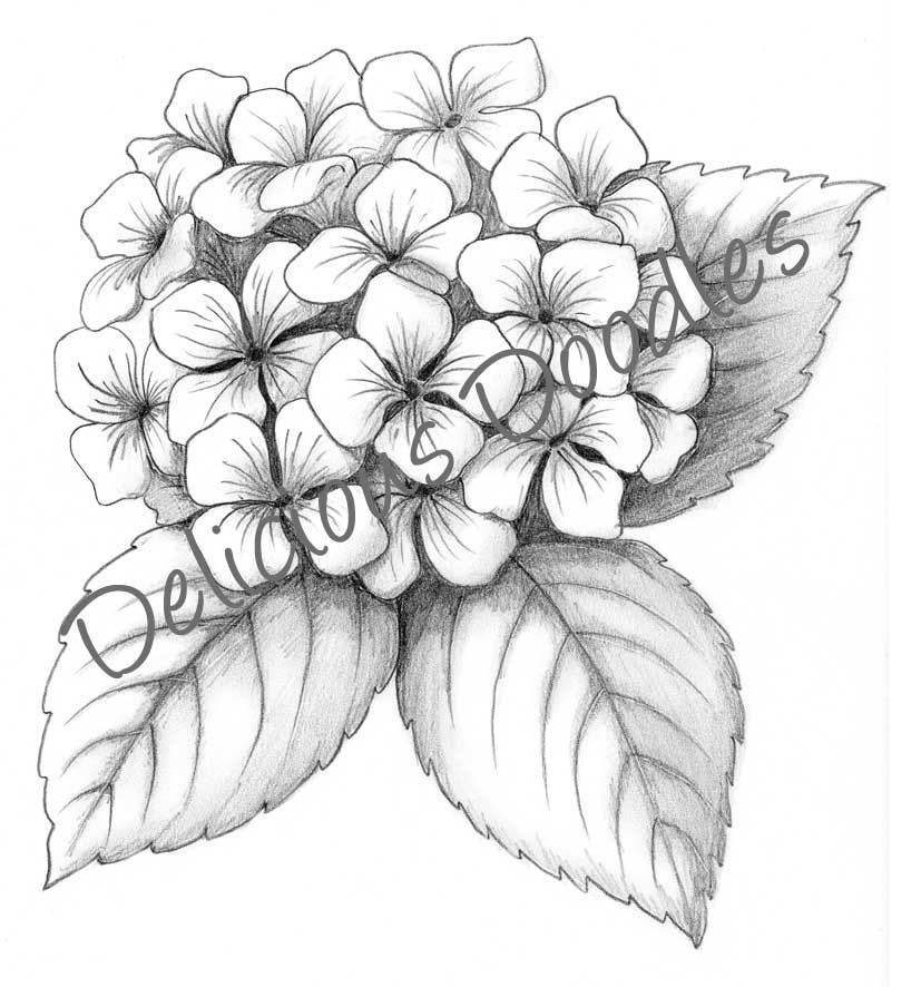 Hydrangea Drawing Beautiful Art