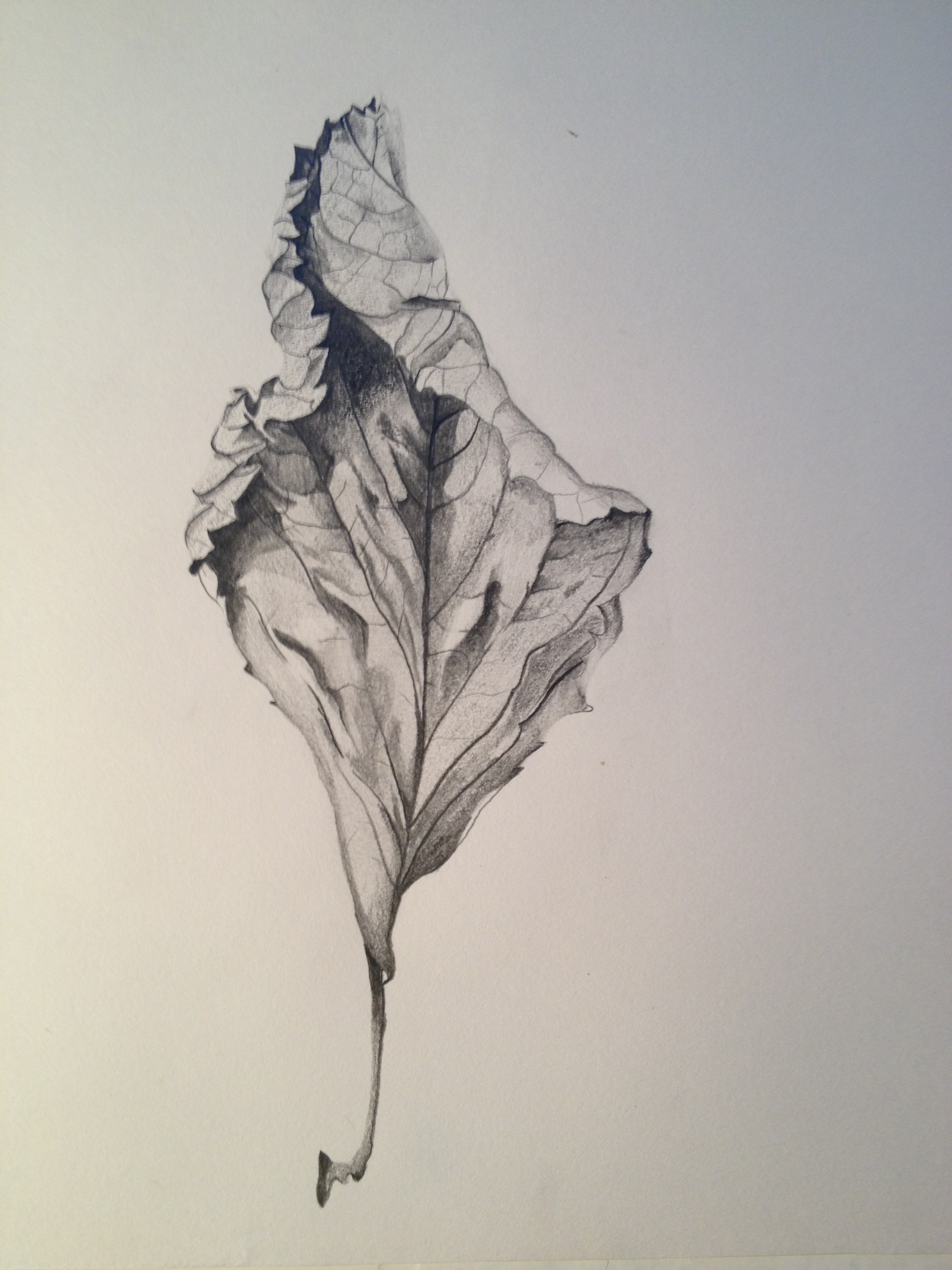 Hydrangea Drawing Beautiful Image