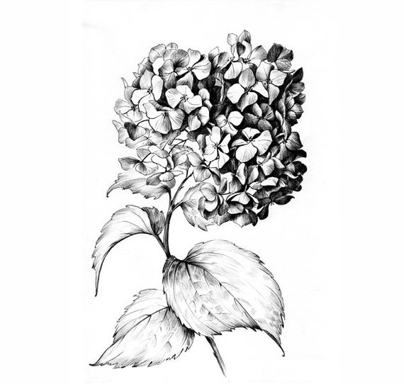 Hydrangea Drawing Image