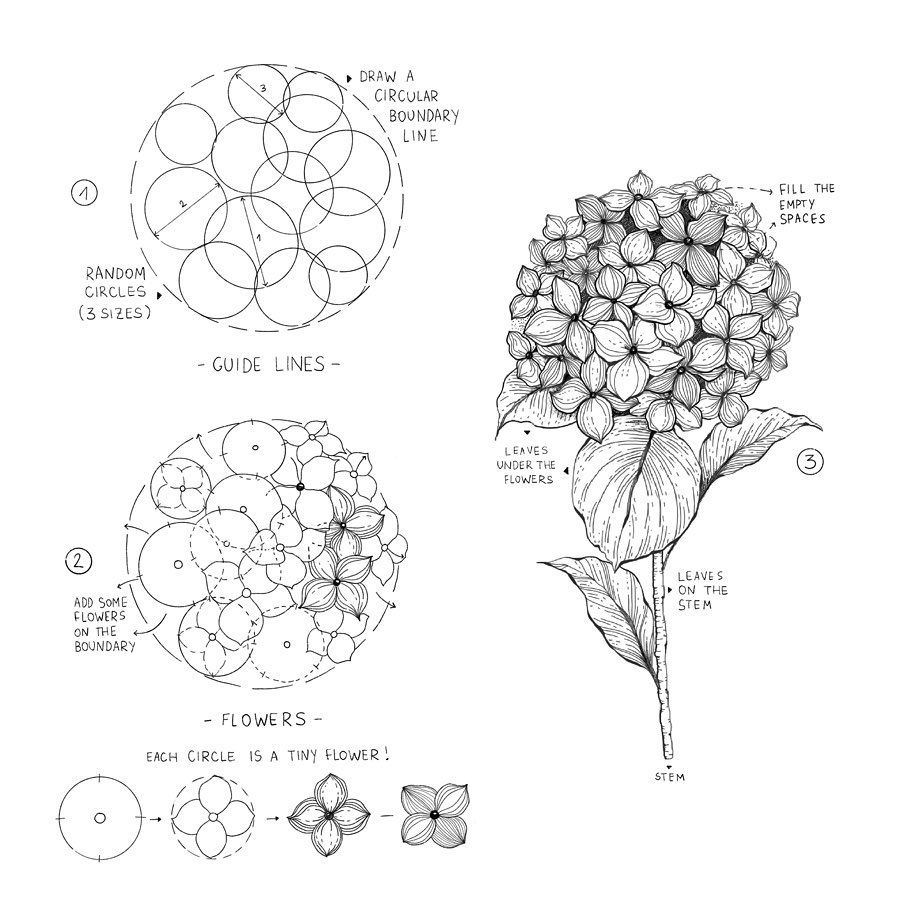 Hydrangea Drawing Images