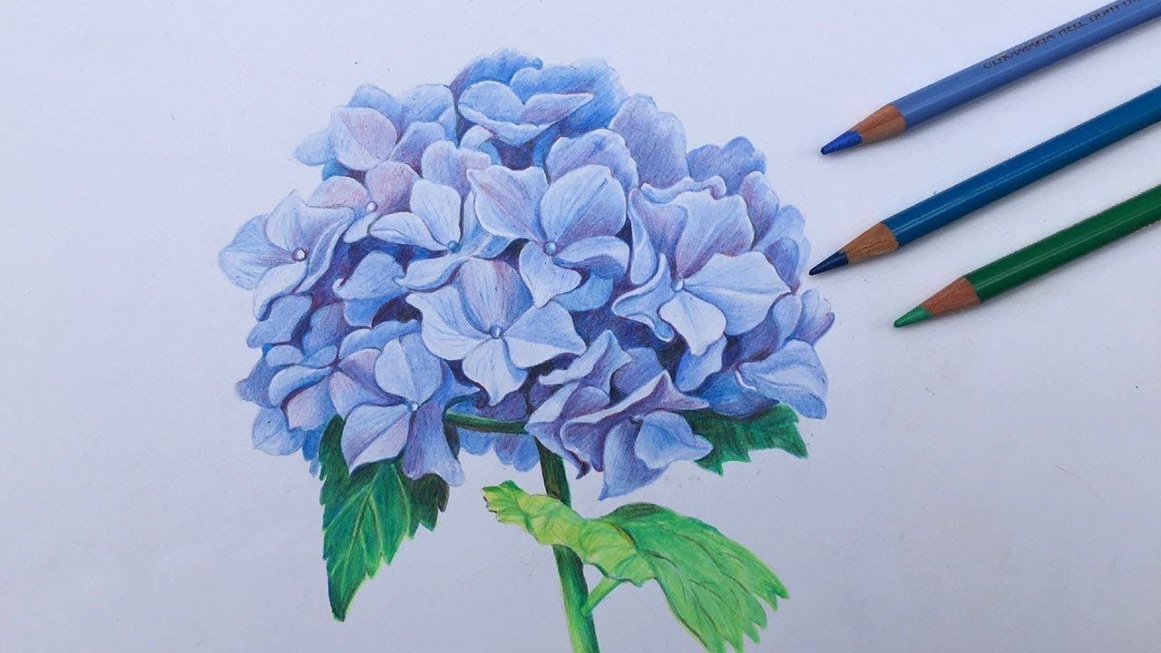 Hydrangea Drawing Picture