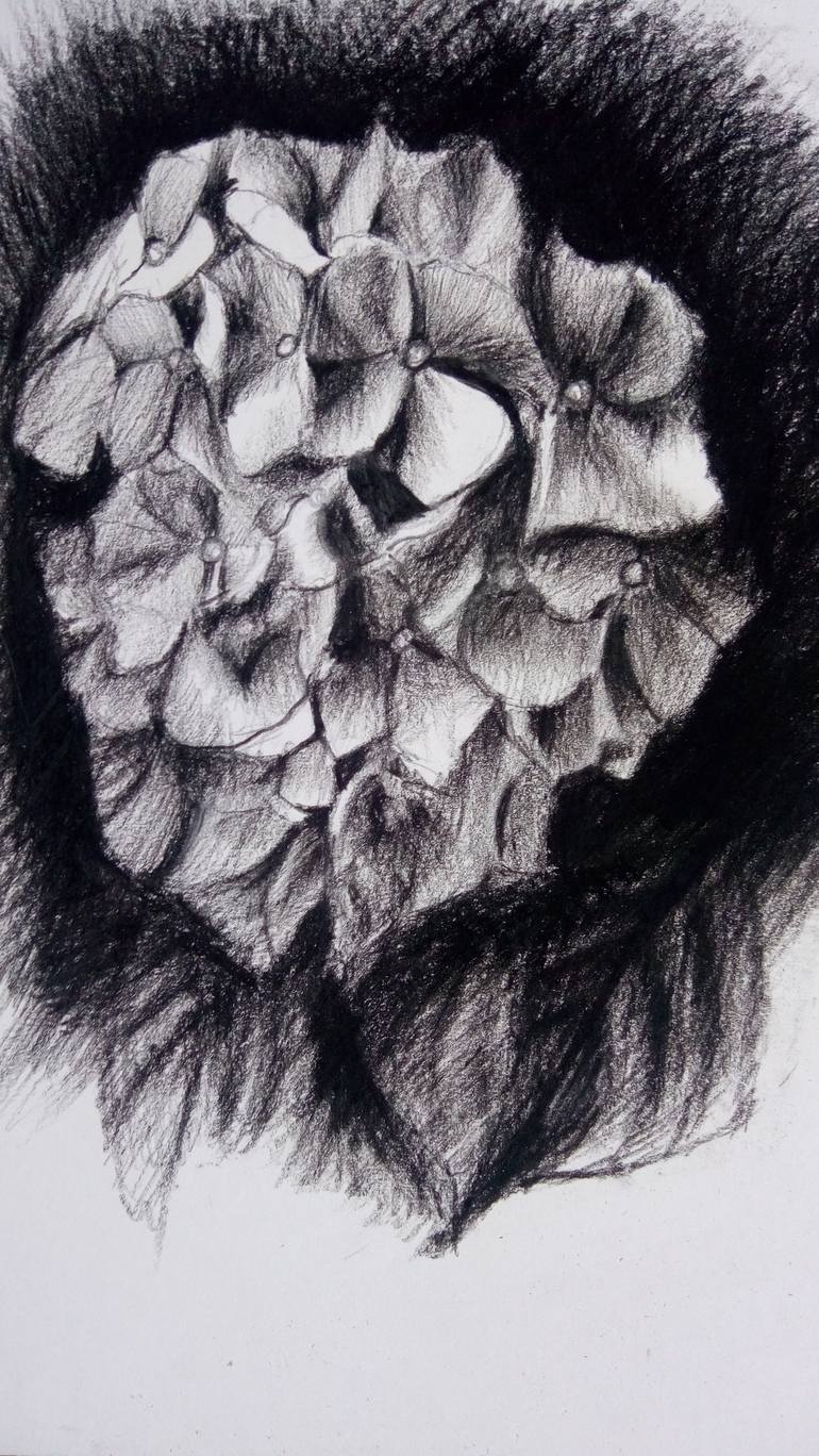 Hydrangea Drawing Sketch