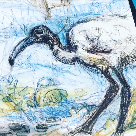 Ibis Drawing Amazing