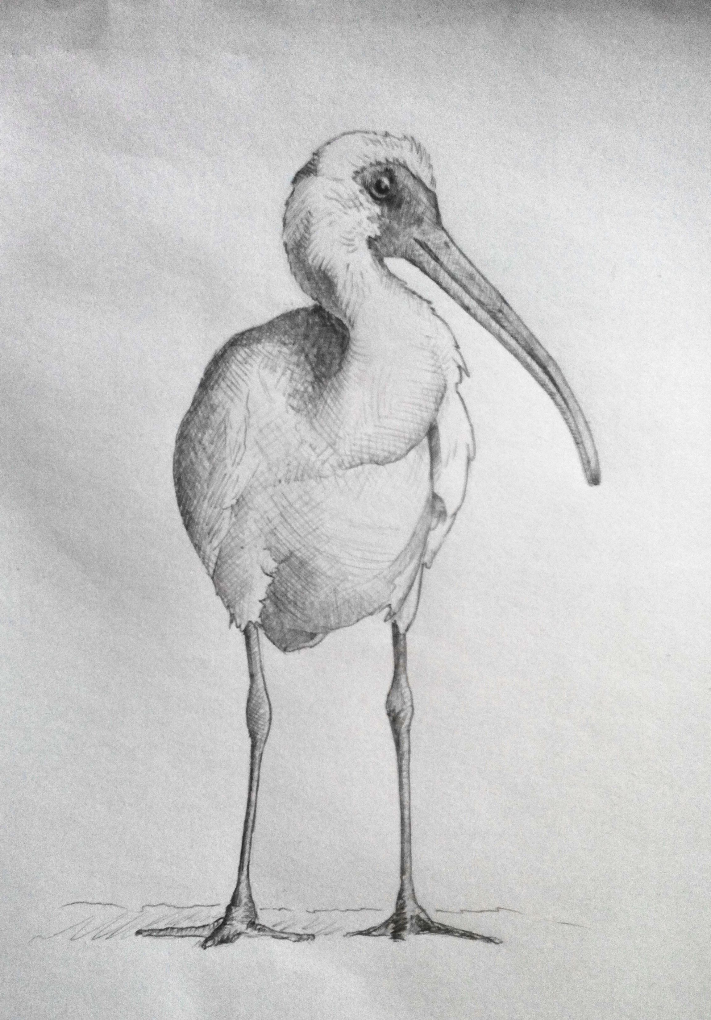 Ibis Drawing Beautiful Image