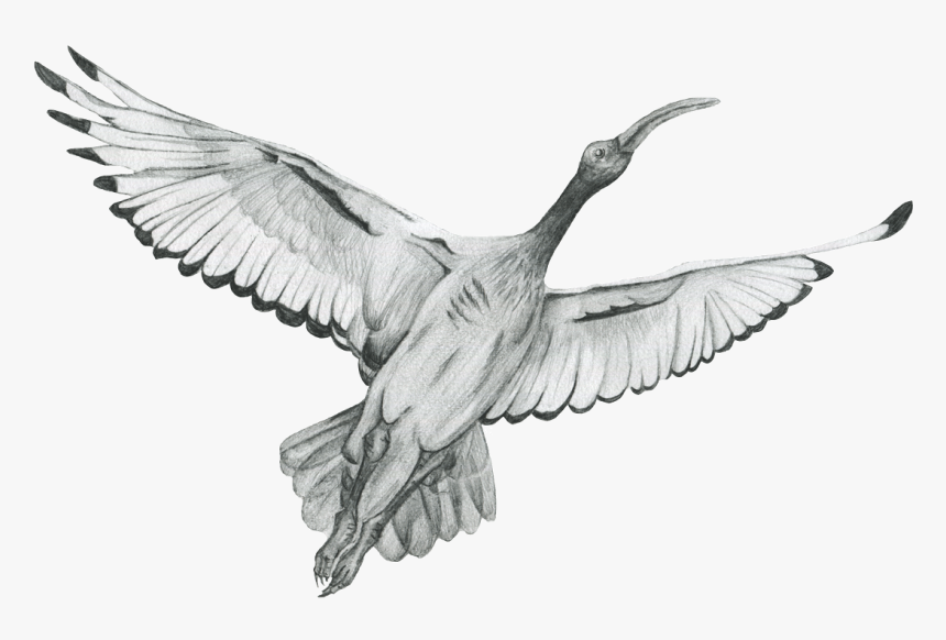 Ibis Drawing Image