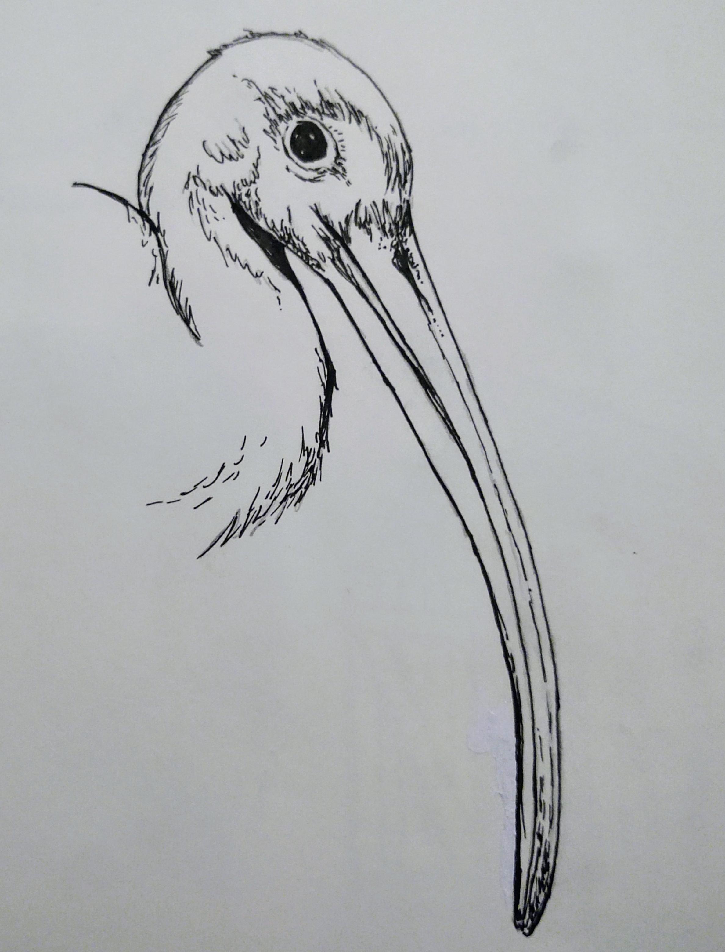 Ibis Drawing Picture