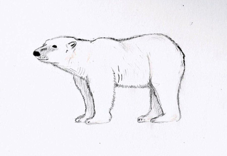 Ice Bear Drawing Beautiful Image