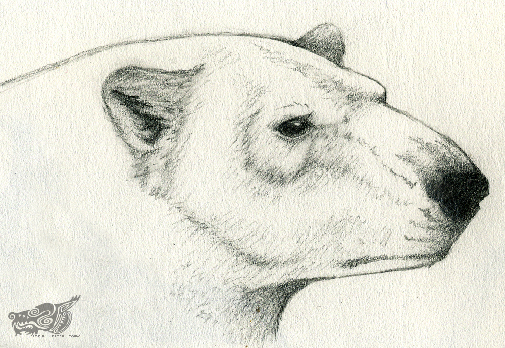Ice Bear Drawing Photo