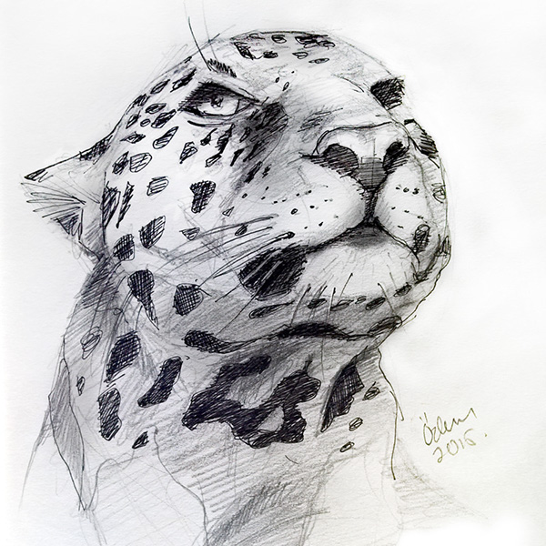 Jaguar Drawing Amazing
