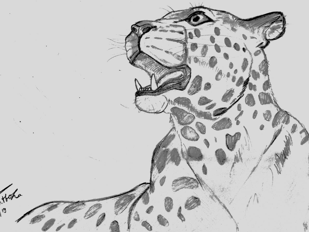 Jaguar Drawing Art