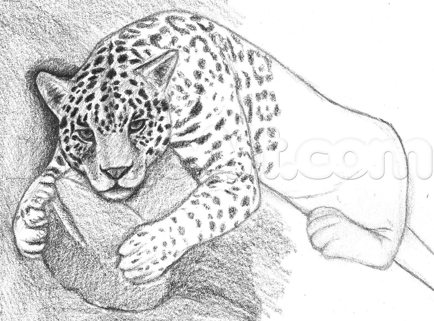 Jaguar Drawing Beautiful Image
