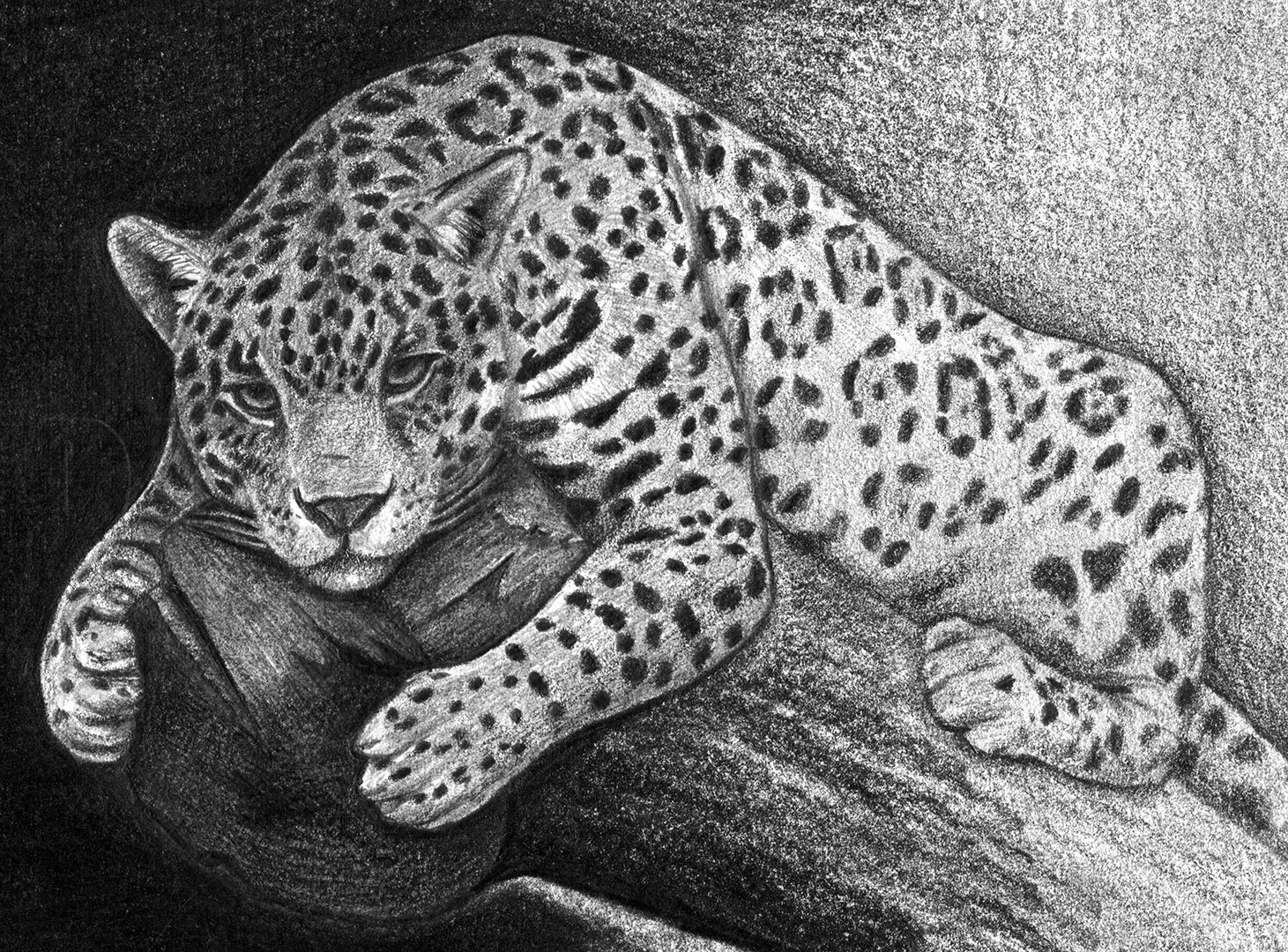 Jaguar Drawing Pic