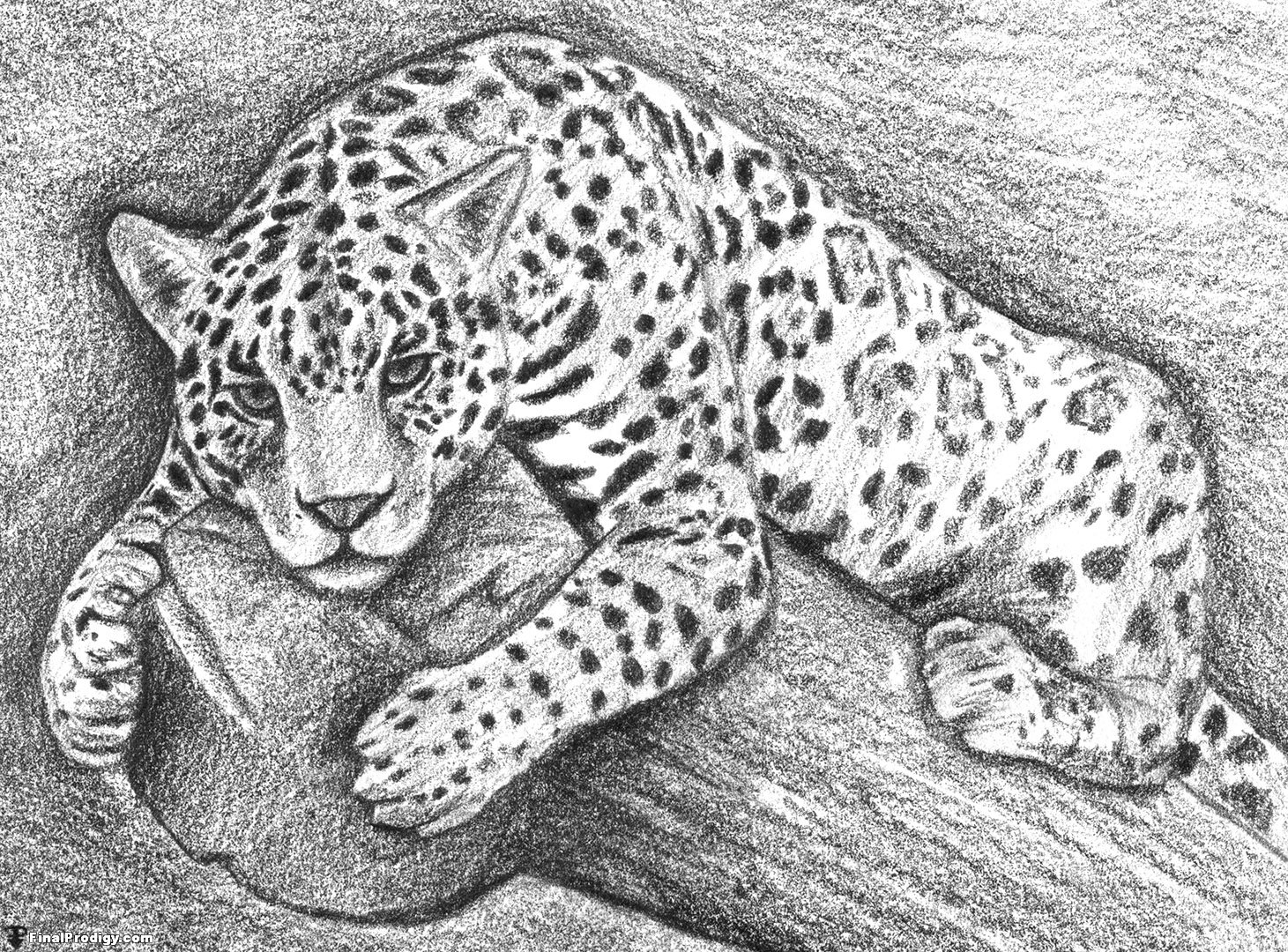 Jaguar Drawing Pics