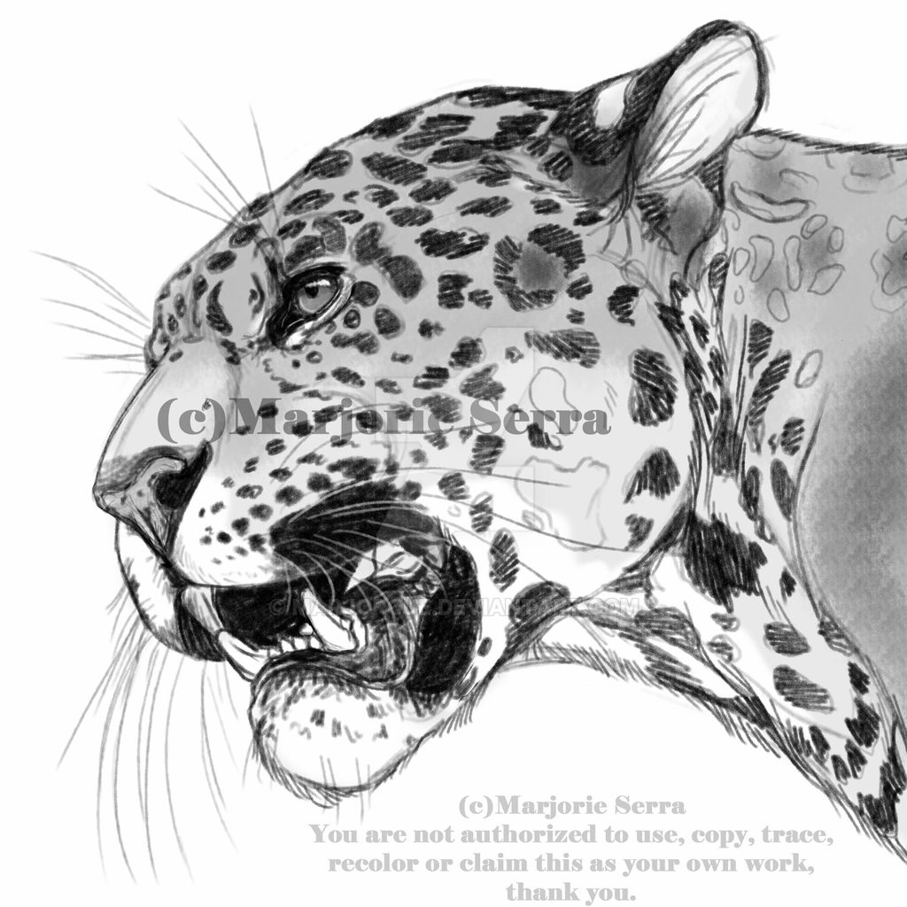 Jaguar Drawing Picture