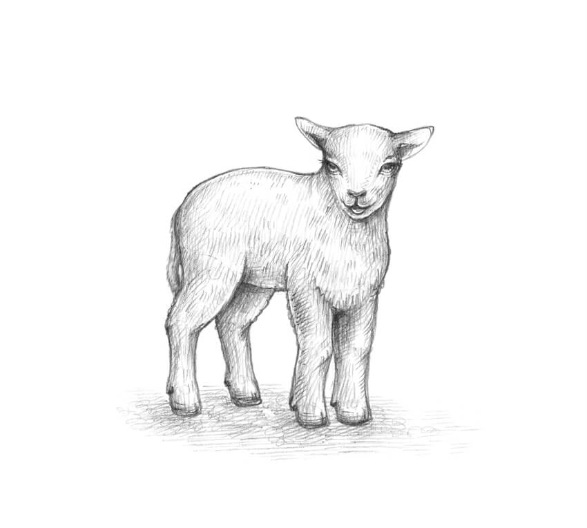 Lamb Art Drawing