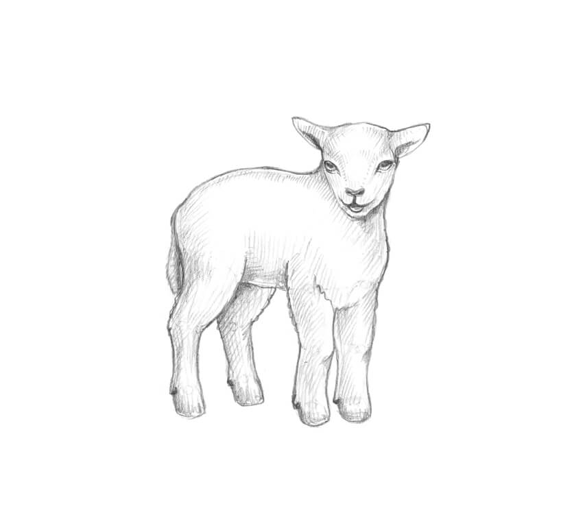 Lamb Drawing Beautiful Art