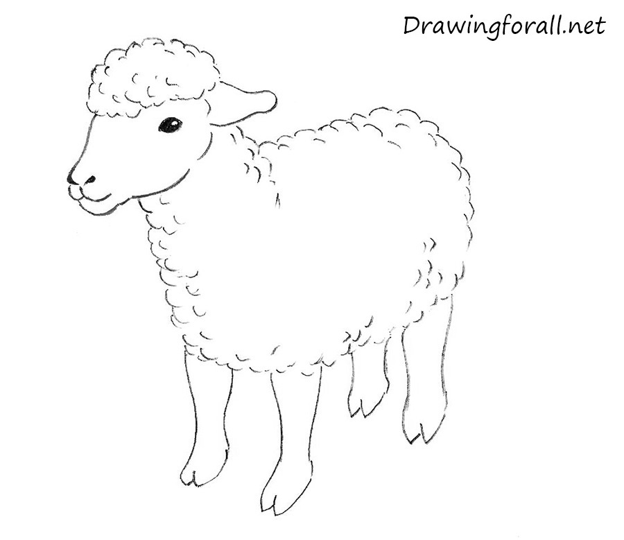 Lamb Drawing Beautiful Image