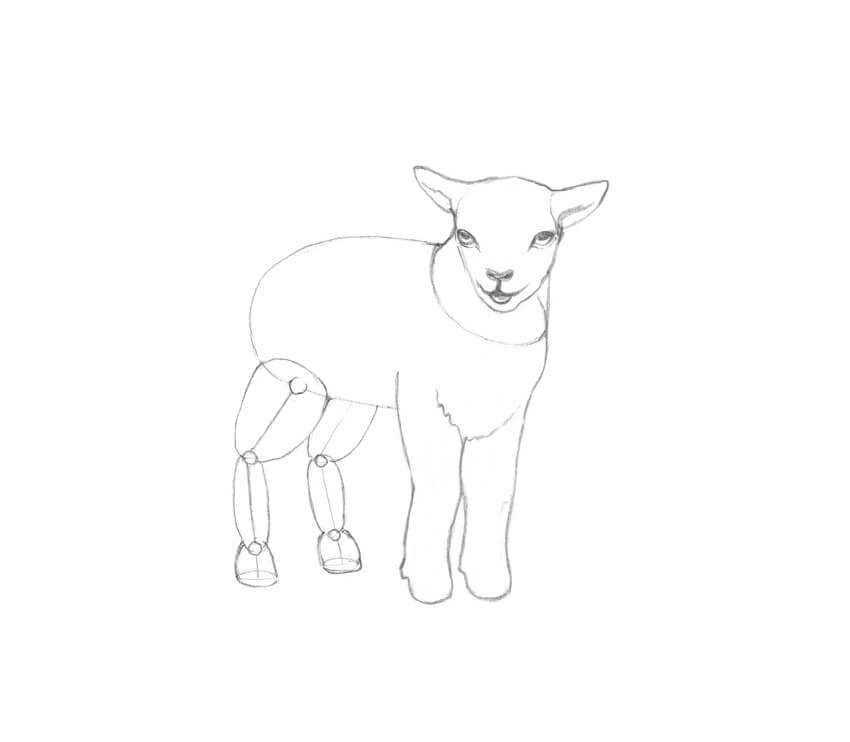 Lamb Drawing Best