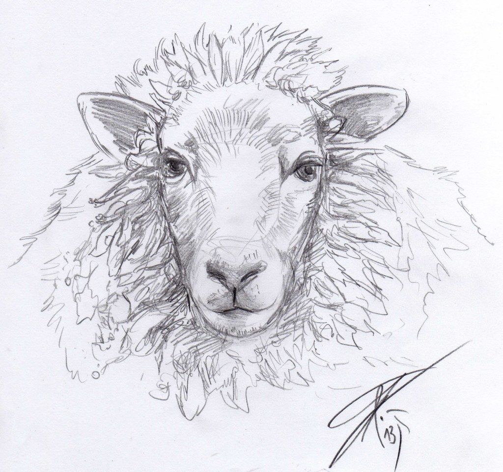 Lamb Drawing Creative Art