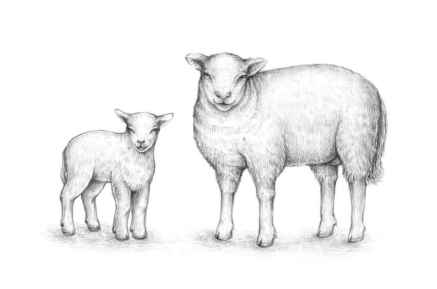 Lamb Drawing Images