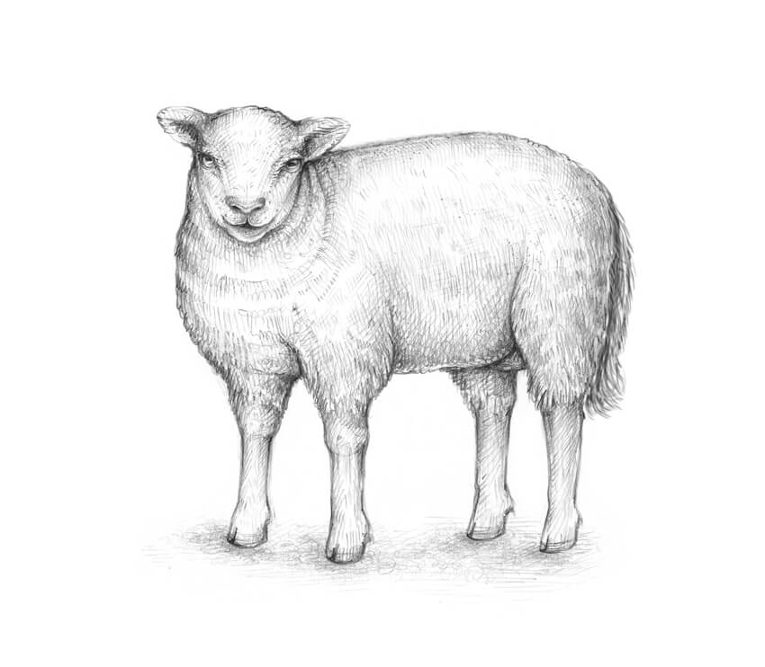 Lamb Drawing Photo