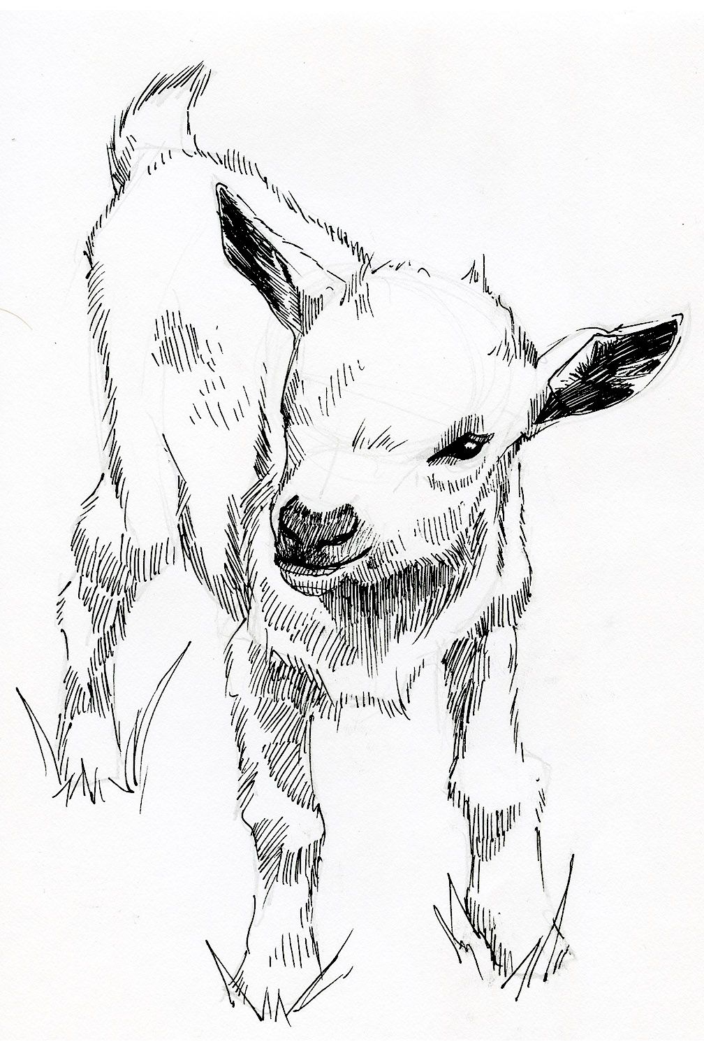 Lamb Drawing Photos