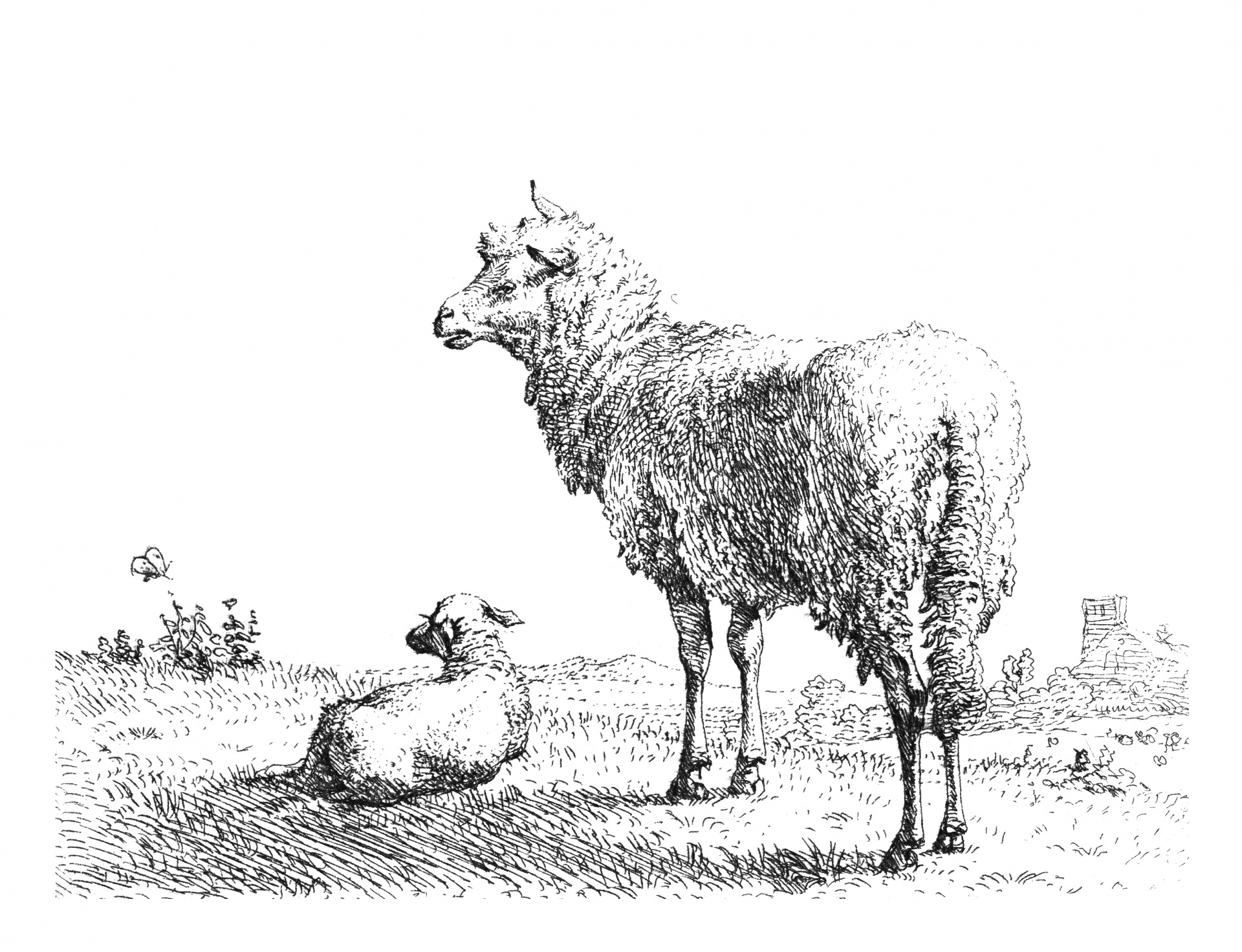 Lamb Drawing Pic