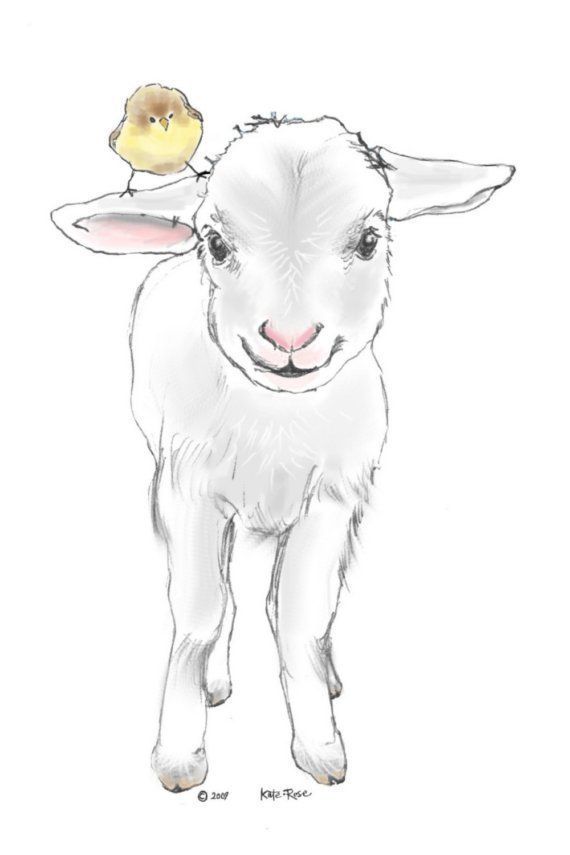 Lamb Drawing Picture