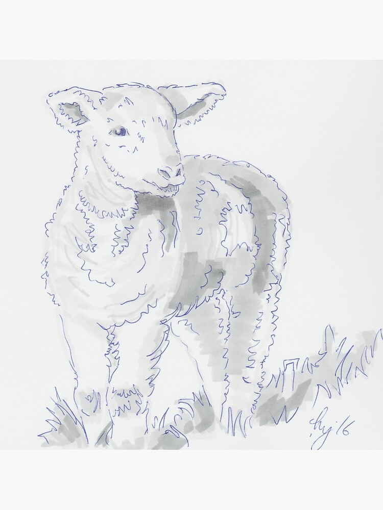 Lamb Drawing Realistic