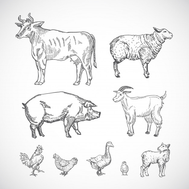 Lamb Drawing Sketch