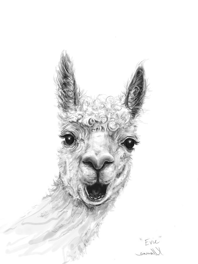 Llama Art Drawing