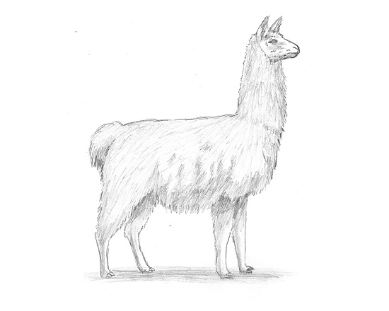 Llama Drawing Beautiful Image